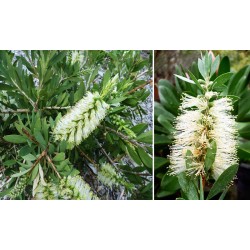 Callistemon ‘White’ - Fehér virágú kefevirág