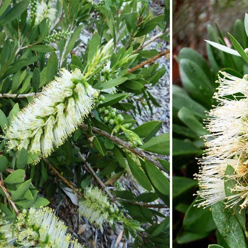 Callistemon ‘White’ - Fehér virágú kefevirág