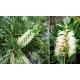 Callistemon ‘White’ - Fehér virágú kefevirág