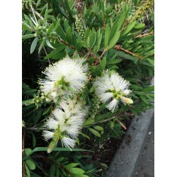 Callistemon ‘White’ - Fehér virágú kefevirág