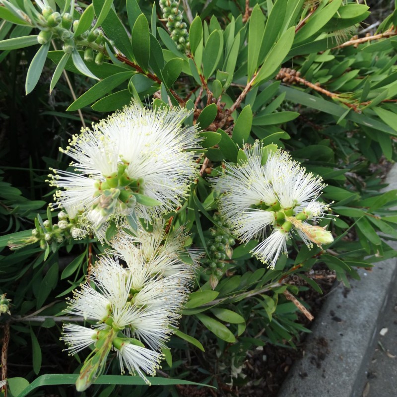 Callistemon ‘White’ - Fehér virágú kefevirág