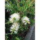Callistemon ‘White’ - Fehér virágú kefevirág