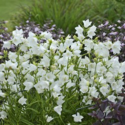  Campanula persicifolia ‘White’