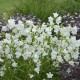  Campanula persicifolia ‘White’