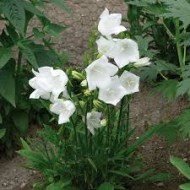  Campanula persicifolia ‘White’