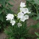  Campanula persicifolia ‘White’