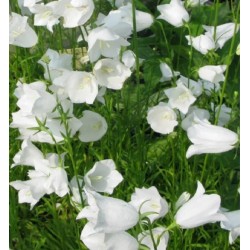 Campanula carpatica ‘Jenny’ – Kárpáti harangvirág