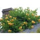 Campsis radicans Flava - Trombitafolyondár