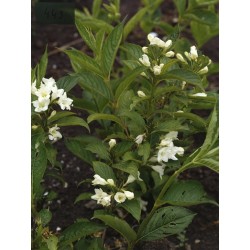 Weigela Candida - Fehér virágú rózsalonc