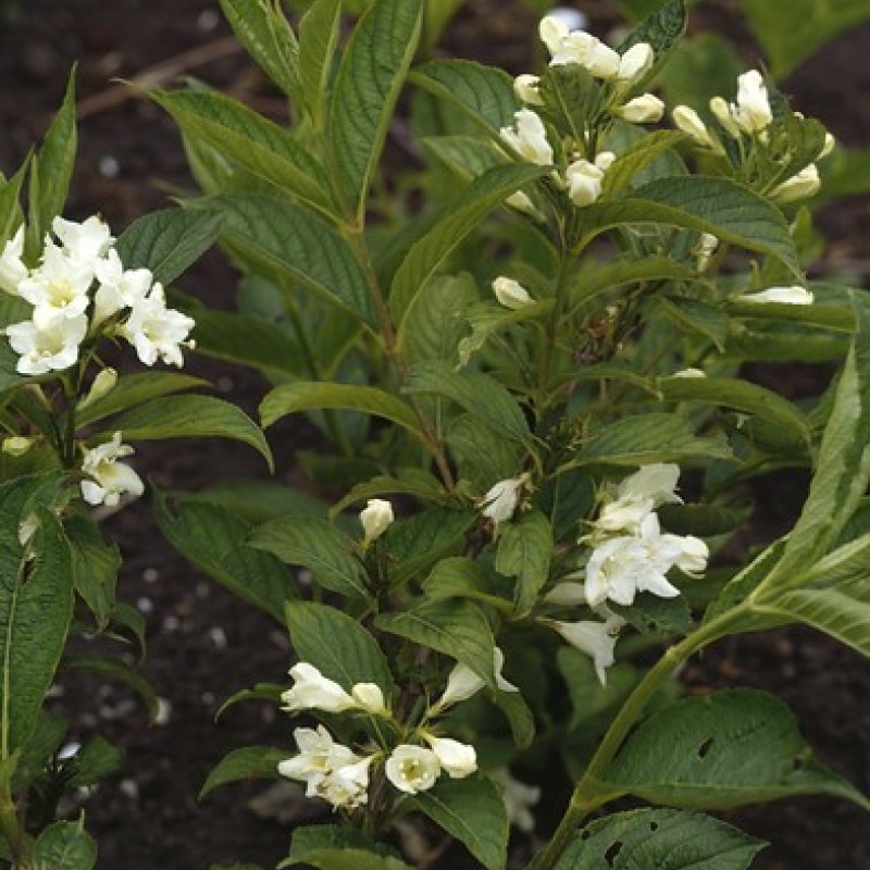 Weigela Candida - Fehér virágú rózsalonc