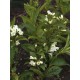 Weigela Candida - Fehér virágú rózsalonc