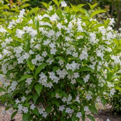 Weigela Candida - Fehér virágú rózsalonc
