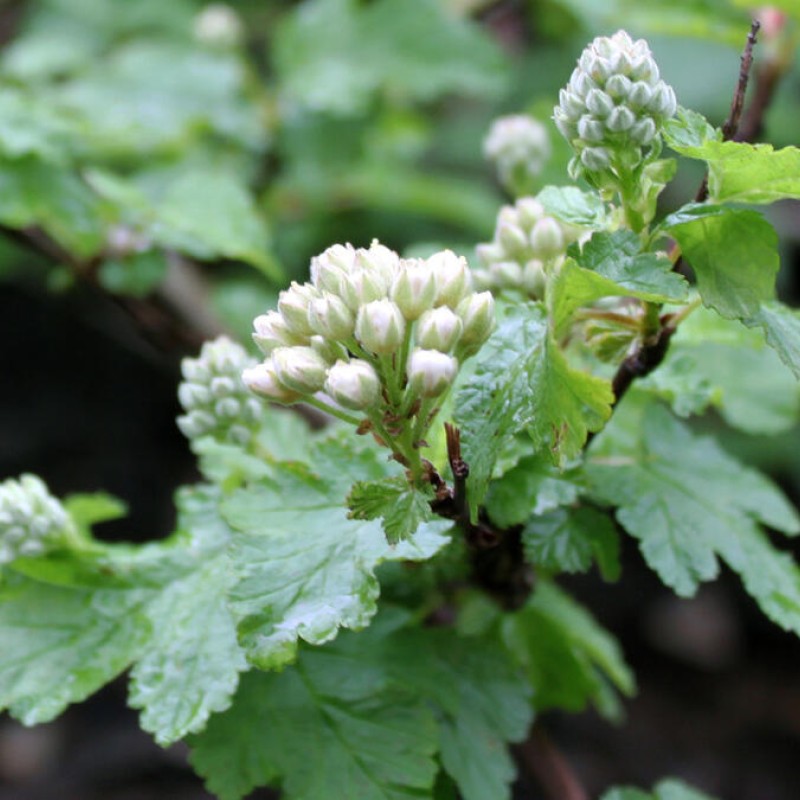 Physocarpus capitatus 'Tilden Park' – Terülő hólyagvessző