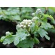 Physocarpus capitatus 'Tilden Park' – Terülő hólyagvessző