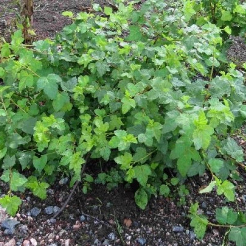 Physocarpus capitatus 'Tilden Park' – Terülő hólyagvessző