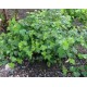 Physocarpus capitatus 'Tilden Park' – Terülő hólyagvessző