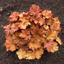 Heuchera ‘Caramel’ – Tűzeső