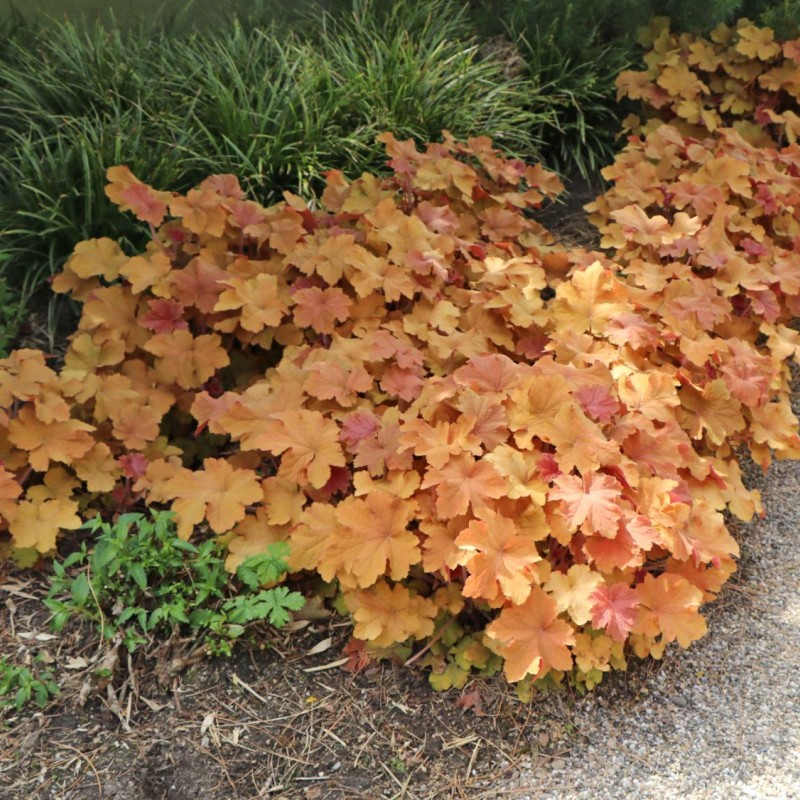 Heuchera ‘Caramel’ – Tűzeső