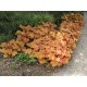 Heuchera ‘Caramel’ – Tűzeső