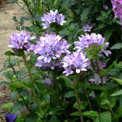 Campanula glomerata ‘Caroline’ – Harangvirág