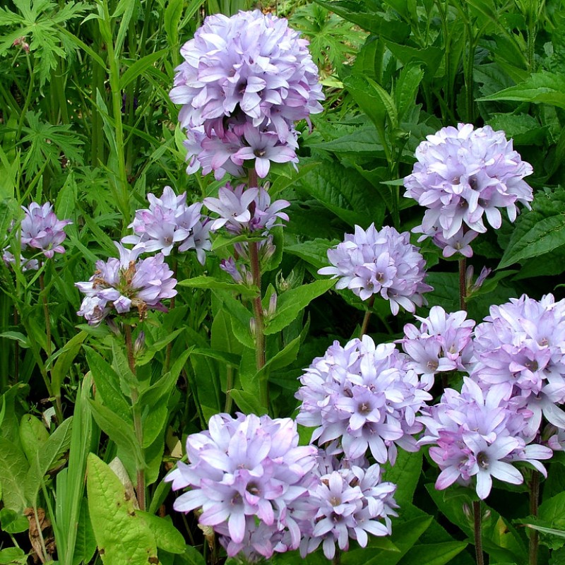Campanula glomerata ‘Caroline’ – Harangvirág