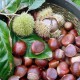 Szelídgesztenye - Castanea sativa