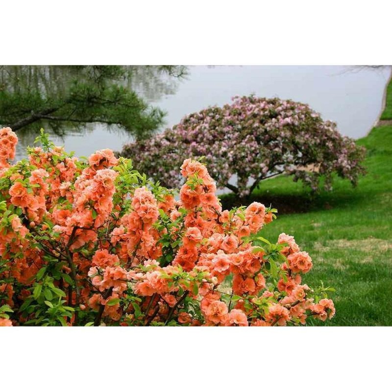 Chaenomeles x superba 'Orange Trail' –  Narancssárga Jappan Birs