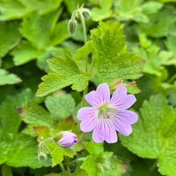 Geranium ‘Chantilly’  - Gólyaorr
