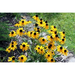 Rudbeckia crantzii City Garden - Pompás Kúpvirág