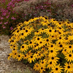 Rudbeckia crantzii City Garden - Pompás Kúpvirág
