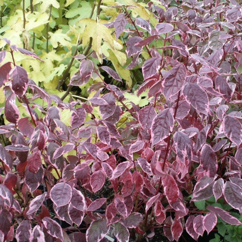 Cornus alba 'Sibirica Variegata' - Fehértarka som