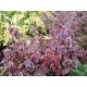 Cornus alba 'Sibirica Variegata' - Fehértarka som