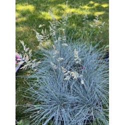 Festuca glauca 'Cool as Ice' – Kék csenkesz