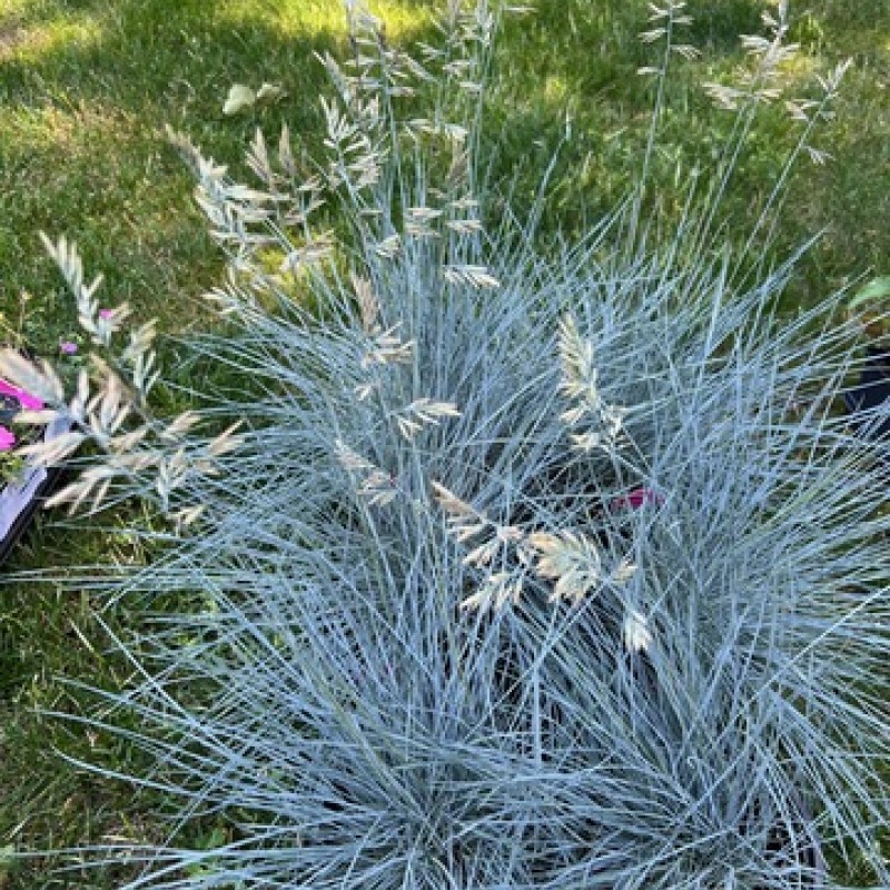 Festuca glauca 'Cool as Ice' – Kék csenkesz