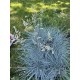 Festuca glauca 'Cool as Ice' – Kék csenkesz