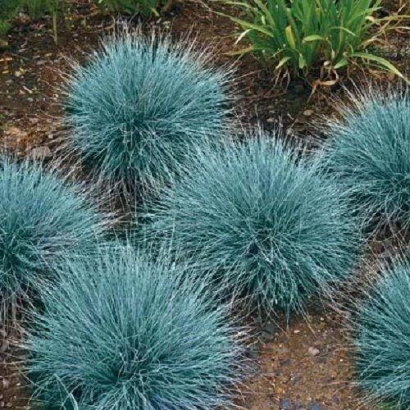 Festuca glauca 'Cool as Ice' – Kék csenkesz