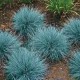 Festuca glauca 'Cool as Ice' – Kék csenkesz
