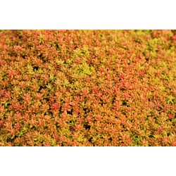 Sedum album ‘Coral Carpet’ - Varjúháj