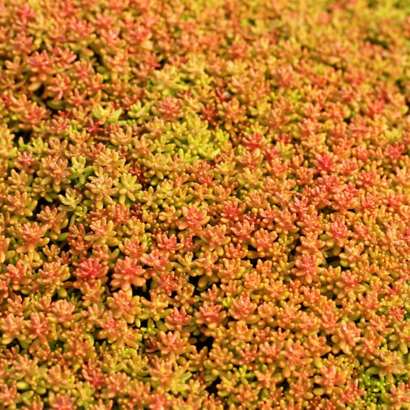 Sedum album ‘Coral Carpet’ - Varjúháj