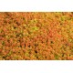 Sedum album ‘Coral Carpet’ - Varjúháj