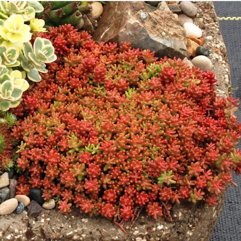 Sedum album ‘Coral Carpet’ - Varjúháj