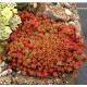 Sedum album ‘Coral Carpet’ - Varjúháj