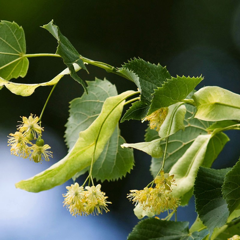 Tilia cordata – Kislevelű hárs