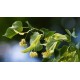 Tilia cordata – Kislevelű hárs