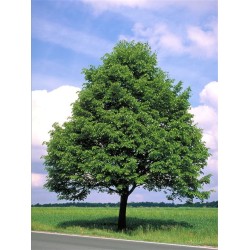 Tilia cordata – Kislevelű hárs