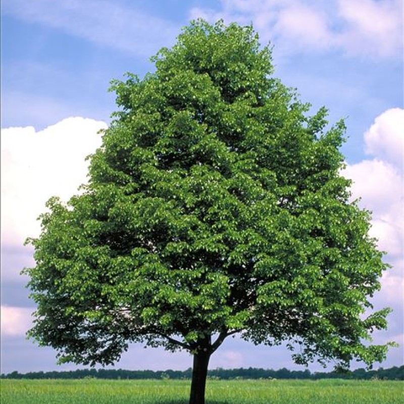 Tilia cordata – Kislevelű hárs