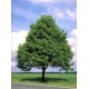 Tilia cordata – Kislevelű hárs