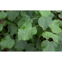 Tilia cordata – Kislevelű hárs