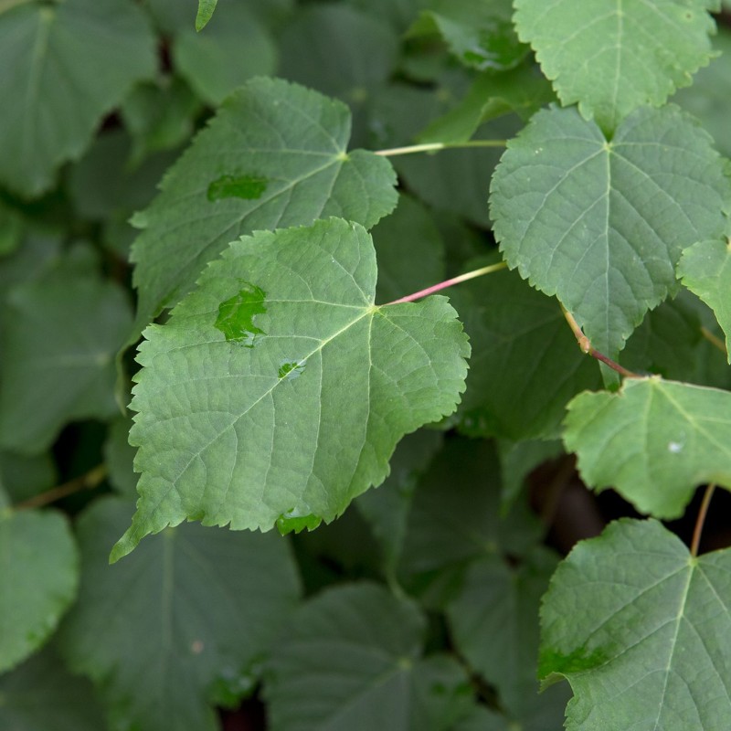Tilia cordata – Kislevelű hárs