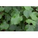 Tilia cordata – Kislevelű hárs